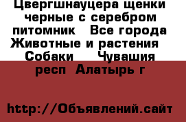 Цвергшнауцера щенки черные с серебром питомник - Все города Животные и растения » Собаки   . Чувашия респ.,Алатырь г.